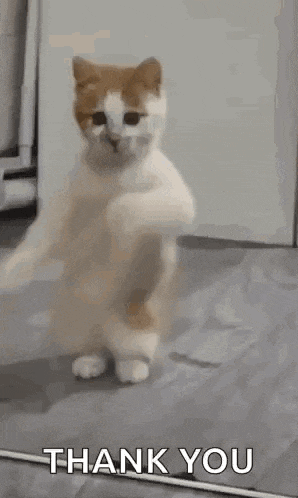 Dancing Cat Dance GIF