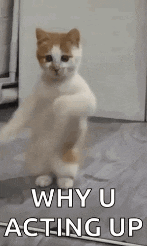 Dancing Cat Dance GIF