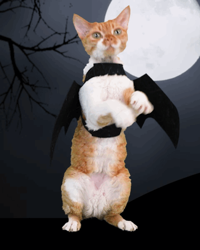 Dancing Cat Devon Rex Cute Bat Costume Halloween Moon GIF