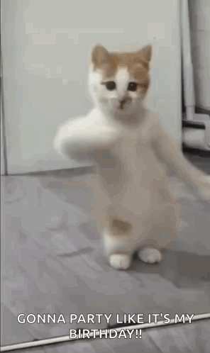 Dancing Cat Kitten GIF