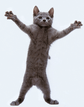Dancing Cat GIF