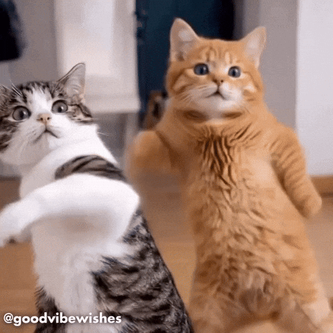Dancing Cats GIF
