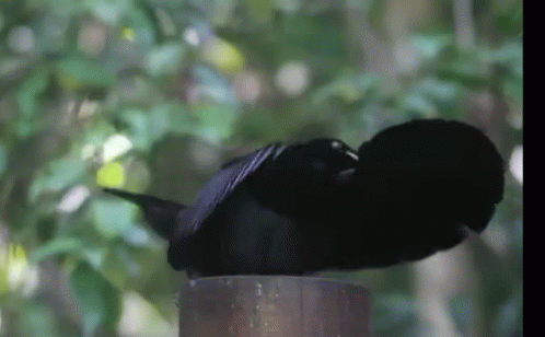 Dancing Dance GIF