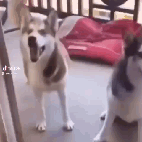 Dancing Dog Dog Meme GIF