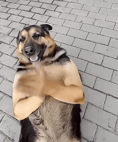 Dancing Dog Happy Dog GIF