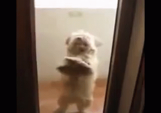 Dancing Dog Here To Cheer Up Your Day GIF
