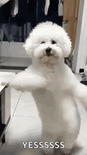 Dancing Dog GIF
