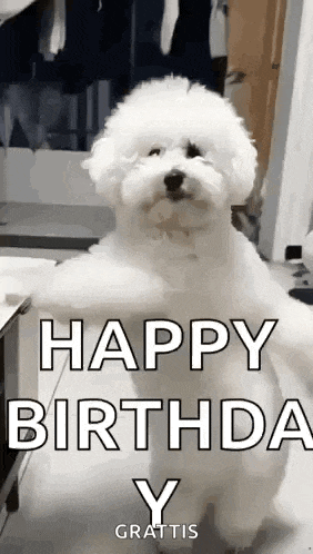 Dancing Dog GIF