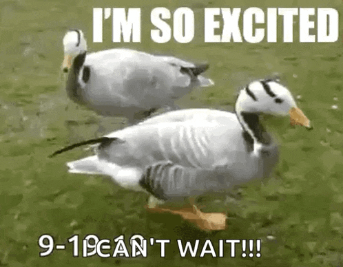 Dancing Ducks GIF