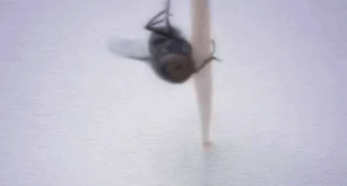 Dancing Fly Fly GIF