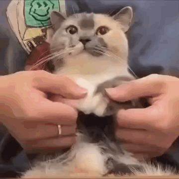 Dancing Goofy Cat GIF