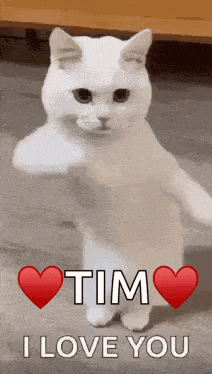 Dancing Kitty GIF