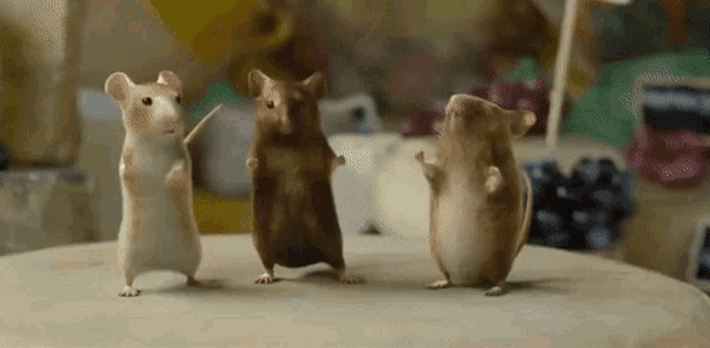 Dancing Mice Dancing Mouse GIF