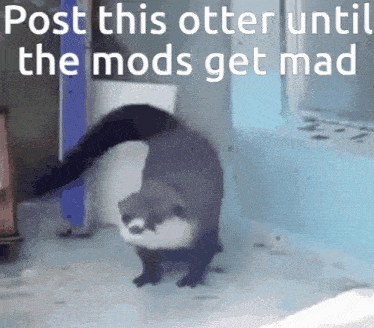 Dancing Otter GIF