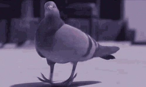 Dancing Pigeon GIF. This 498 x 297 animated GIF is part of our funny pigeon collection. Created by Rcmcsw. View the original animation, share it, or browse…