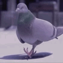 Dancing Pigeon GIF. This 208 x 208 animated GIF is part of our funny pigeon collection. Created by Jemeljsh. View the original animation, share it, or…