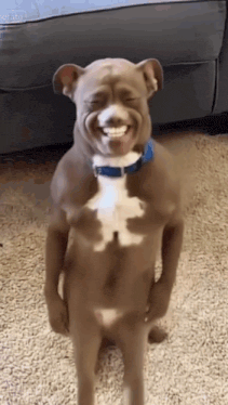 Dancing Pitbull GIF