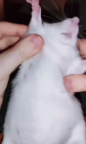 Dancing Rat GIF