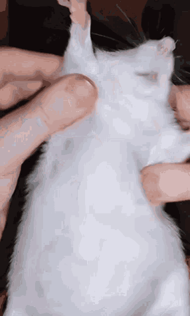 Dancing Rat GIF