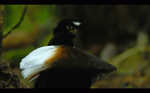 Dancing With The Birds Dancing Bird GIF