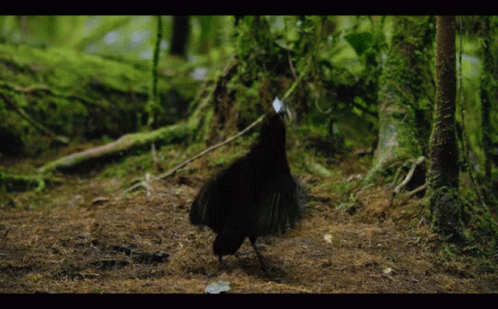 Dancing With The Birds Dancing GIF