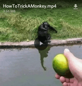 Dank Meme Trick Meme