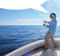 Ddld Bait Sticker