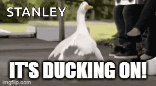 Ddmc Dazed Ducks GIF