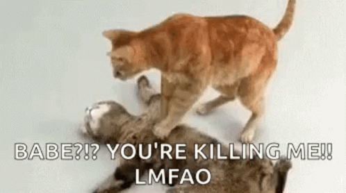Dead Cat Cpr GIF