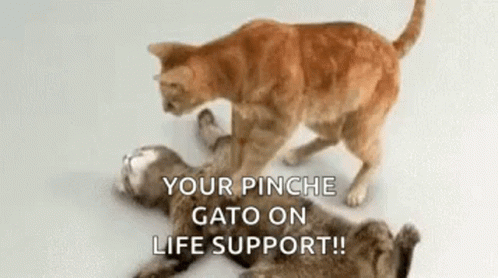 Dead Cat Cpr GIF