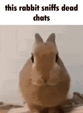 Dead Chat Rabbit GIF