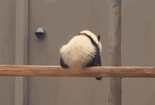 Dead Panda Panda Dead GIF