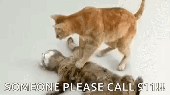 Deadcat Cpr GIF