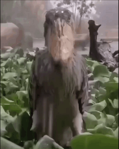 Death Stare Muhis GIF