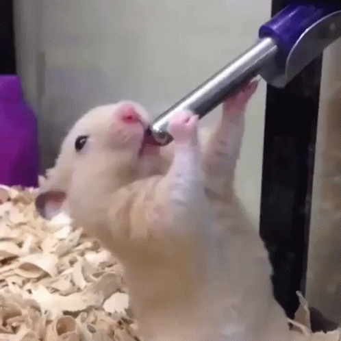 Deepthroat Hamster GIF