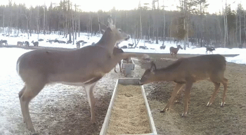 Deer Bonk Deer GIF