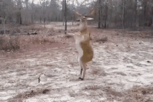 Deer Dance GIF