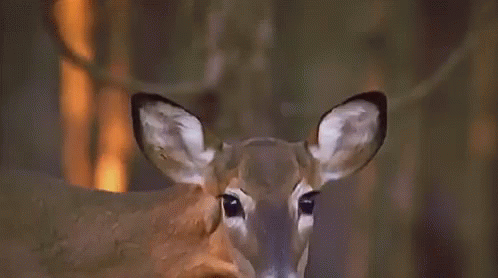 Deer GIF