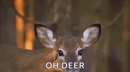 Deer GIF