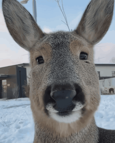 Deer Oh Deer GIF