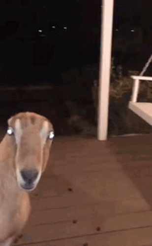 Deer Stare Staring Deer GIF