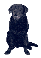 Degraafschapdierenartsen De Graafschap Dierenartsen Sticker
