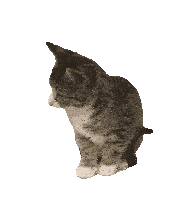 Degraafschapdierenartsen De Graafschap Dierenartsen Sticker