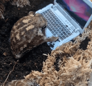 Desert Frog Rain Frog GIF