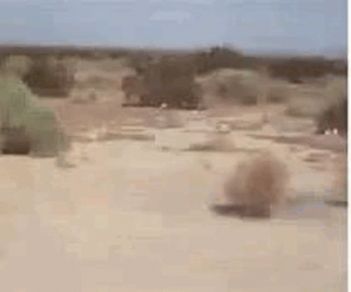 Desert Tumble Weed GIF