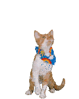 Devon Rex Cat Dance Cute Funny Sticker