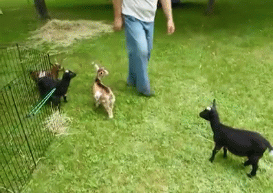 Dhb GIF