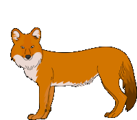 Dhole Red Dog Sticker