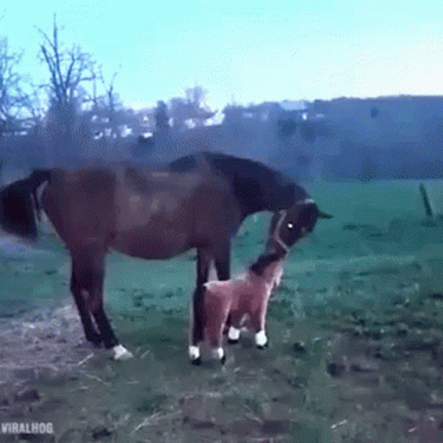 Dhulbahante Dhulo GIF. This 498 x 498 animated GIF is part of our horse kick collection. Created by Gurey. View the original animation, share it, or browse…