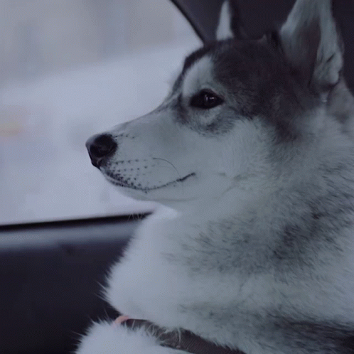 Diamond Pet Foods Husky GIF